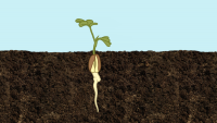 28_08a-pindaplant-deel1-25sec.png